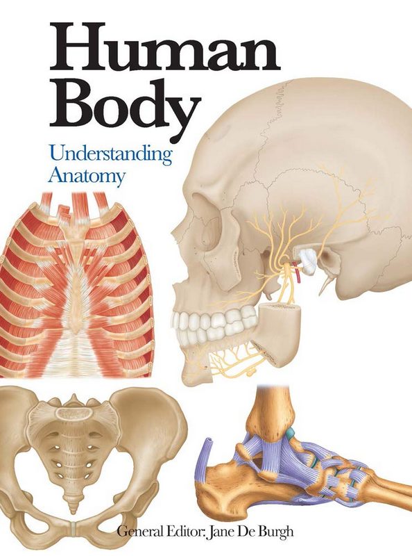 Human Body - by Jane De Burgh - Hardback Book | BookClub